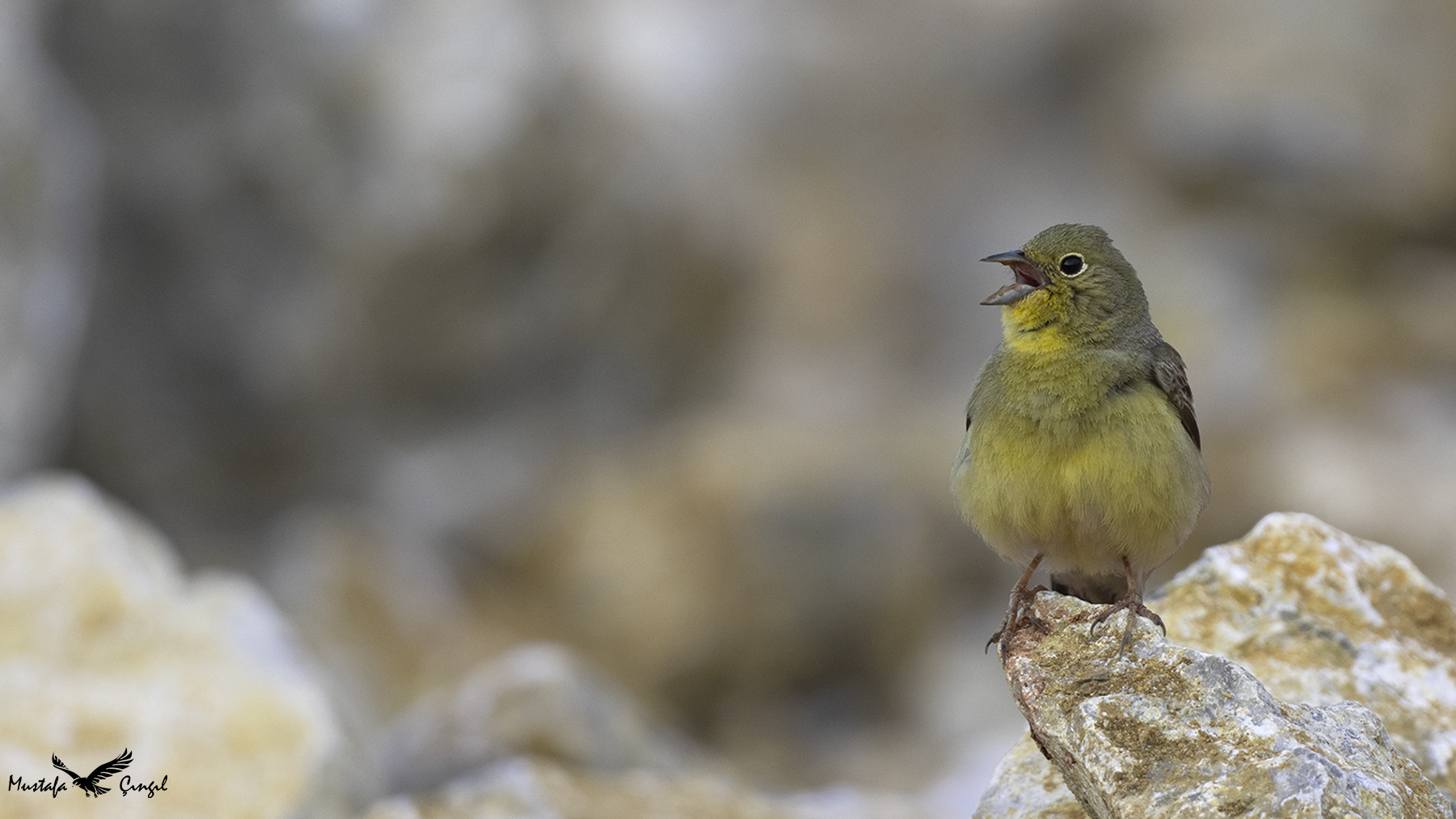 Cinereous Bunting